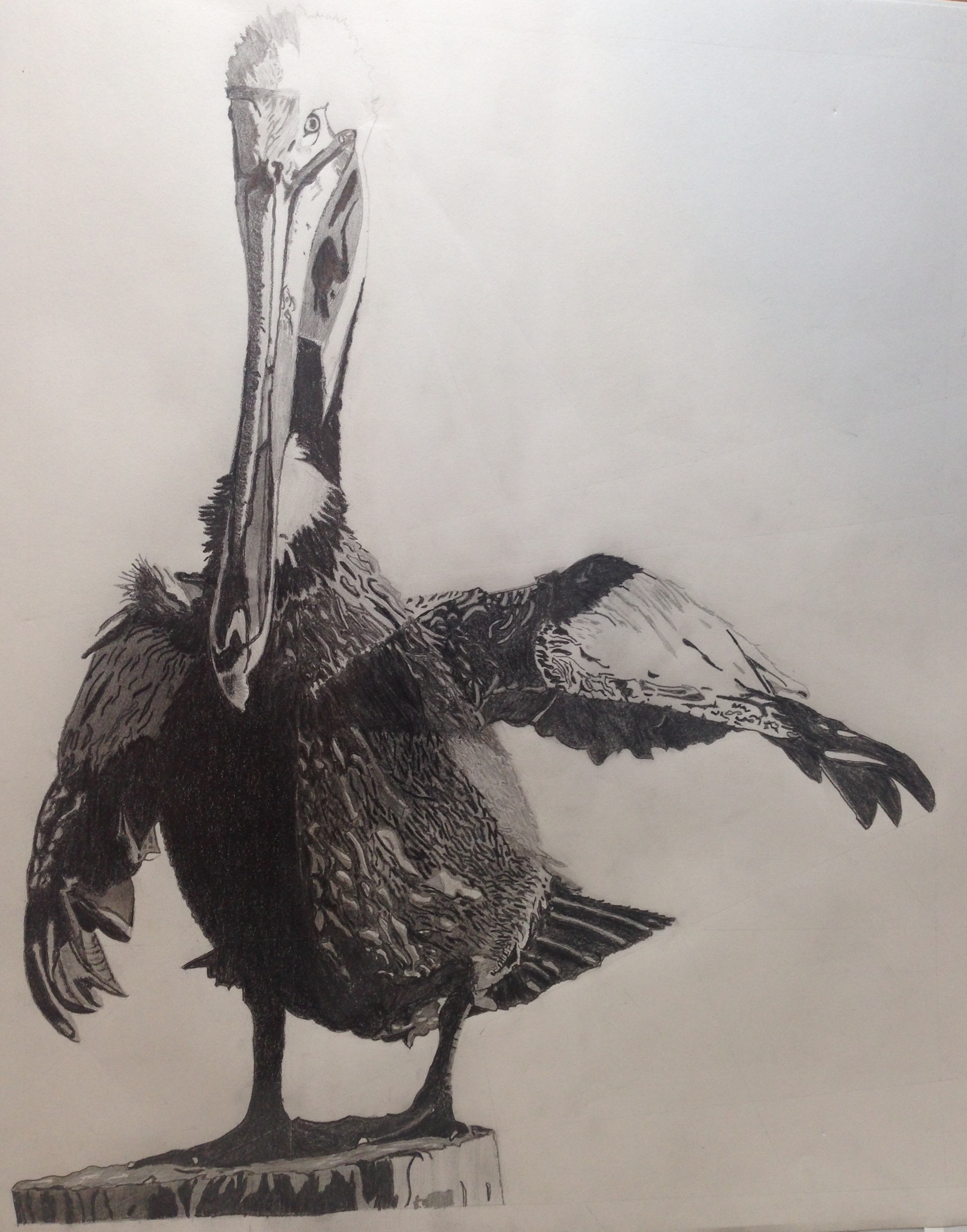 Pelican - Graphite